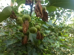 Thespesia populnea