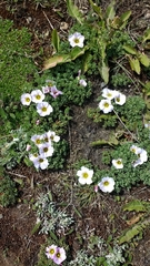 Oxalis enneaphylla