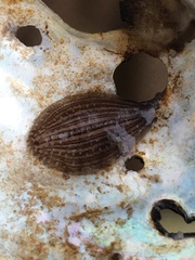 Placobdella papillifera