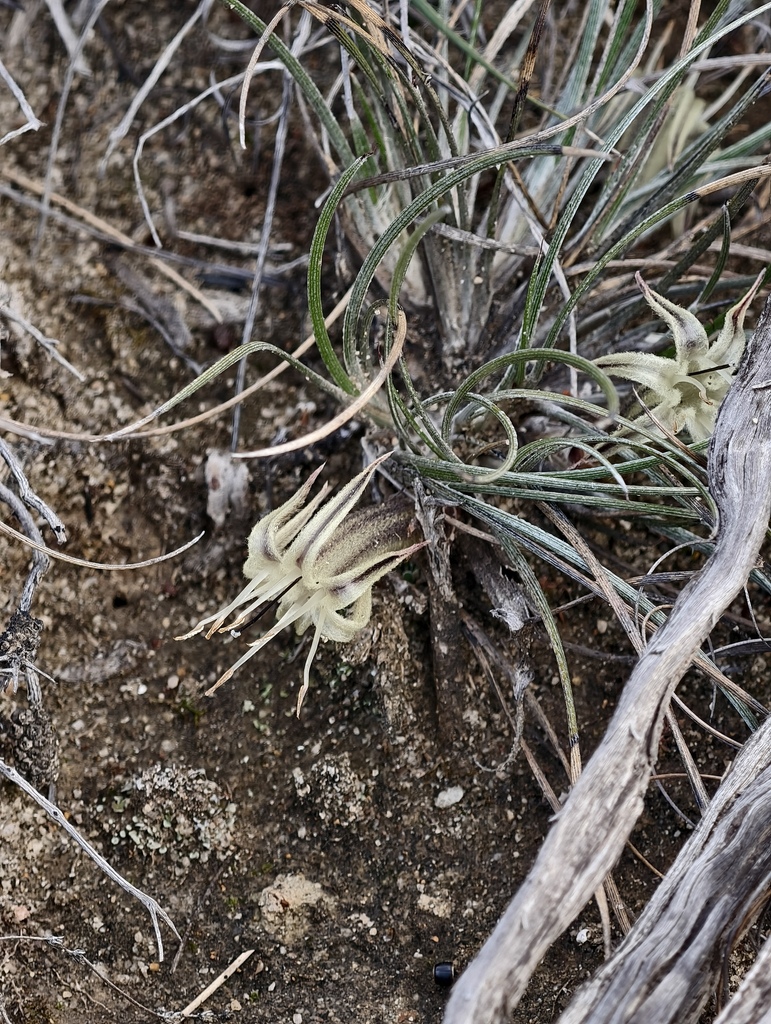 Conostylis argentea (Conostylis argentea)