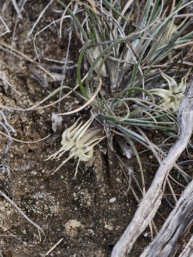 Conostylis argentea (Conostylis argentea)