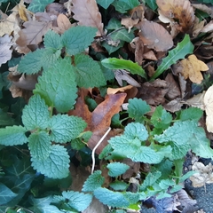 Lamium