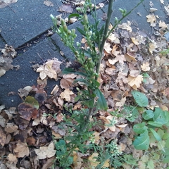 Erigeron sumatrensis