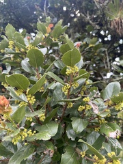 Xylosma spiculifera, photograph (c) Nicolás Baresch Uribe, some rights reserved (CC BY)