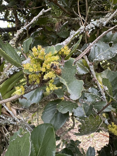 Xylosma spiculifera, photograph 4