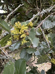 Xylosma spiculifera, photograph (c) Nicolás Baresch Uribe, some rights reserved (CC BY)