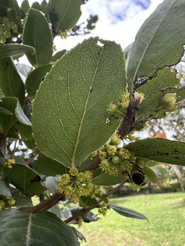 Xylosma spiculifera, photograph 5