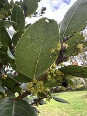 Xylosma spiculifera, photograph (c) Nicolás Baresch Uribe, some rights reserved (CC BY)