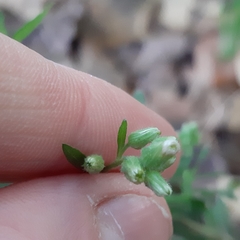 Erigeron sumatrensis