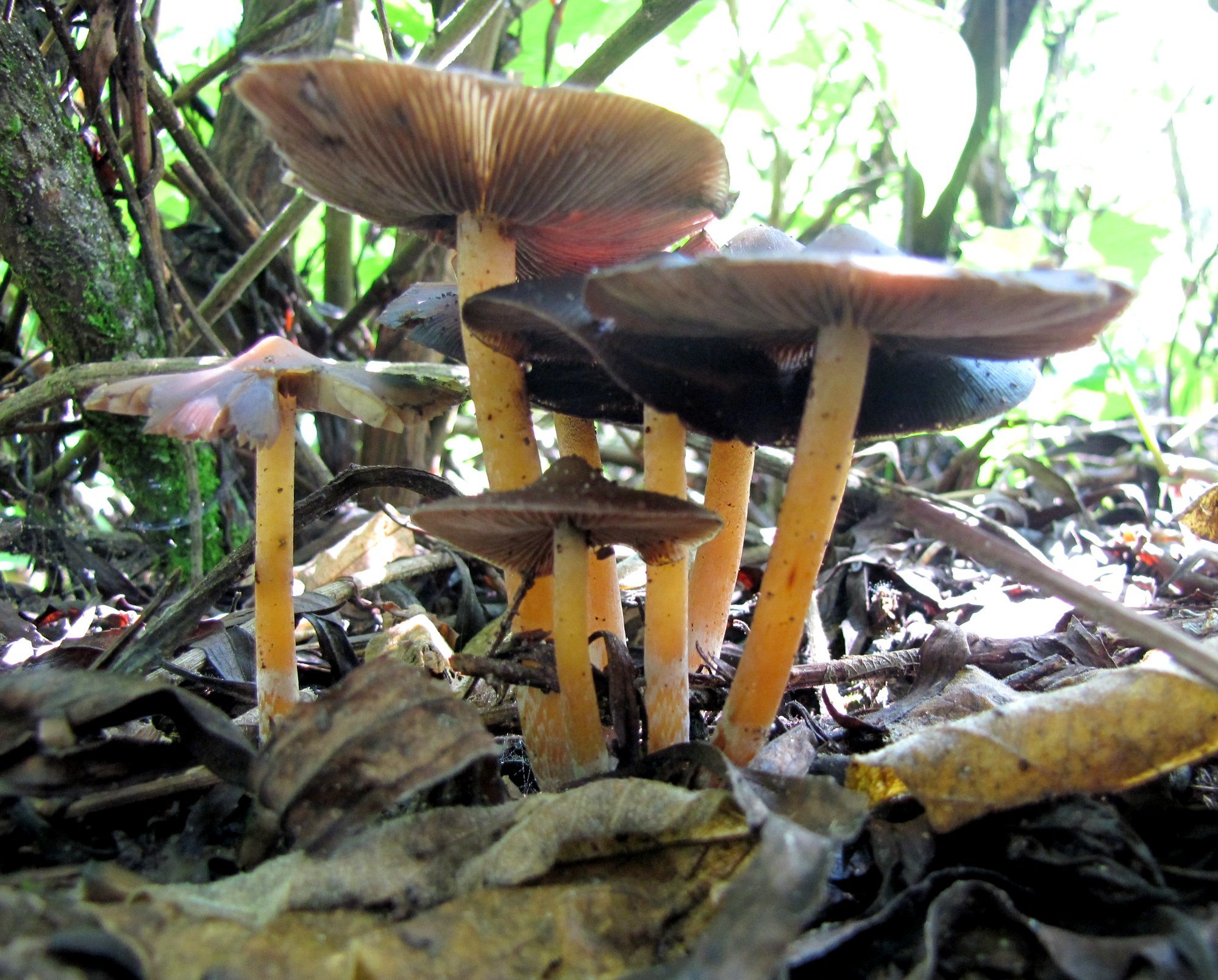 Psilocybe caerulescens image