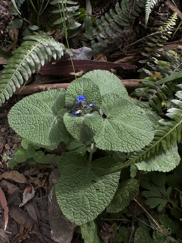 Salvia palifolia, photograph 4