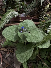 Salvia palifolia, photograph (c) Nicolás Baresch Uribe, some rights reserved (CC BY)