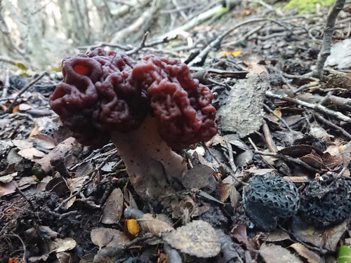 Chicharrón de monte, foto de la comunidad