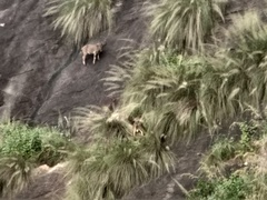 Nilgiritragus hylocrius
