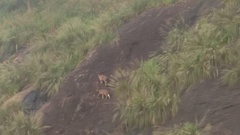 Nilgiritragus hylocrius