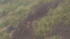 Nilgiritragus hylocrius
