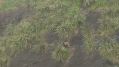 Nilgiritragus hylocrius