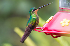 Coeligena bonapartei