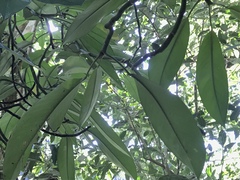 Rhaphidophora hongkongensis