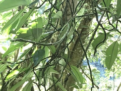 Rhaphidophora hongkongensis