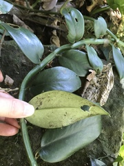 Rhaphidophora hongkongensis