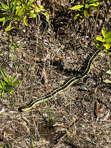 Garter Snake