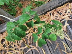 Rubus apetalus