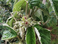 Rubus apetalus