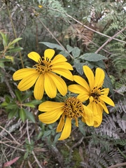 Bidens rubifolia