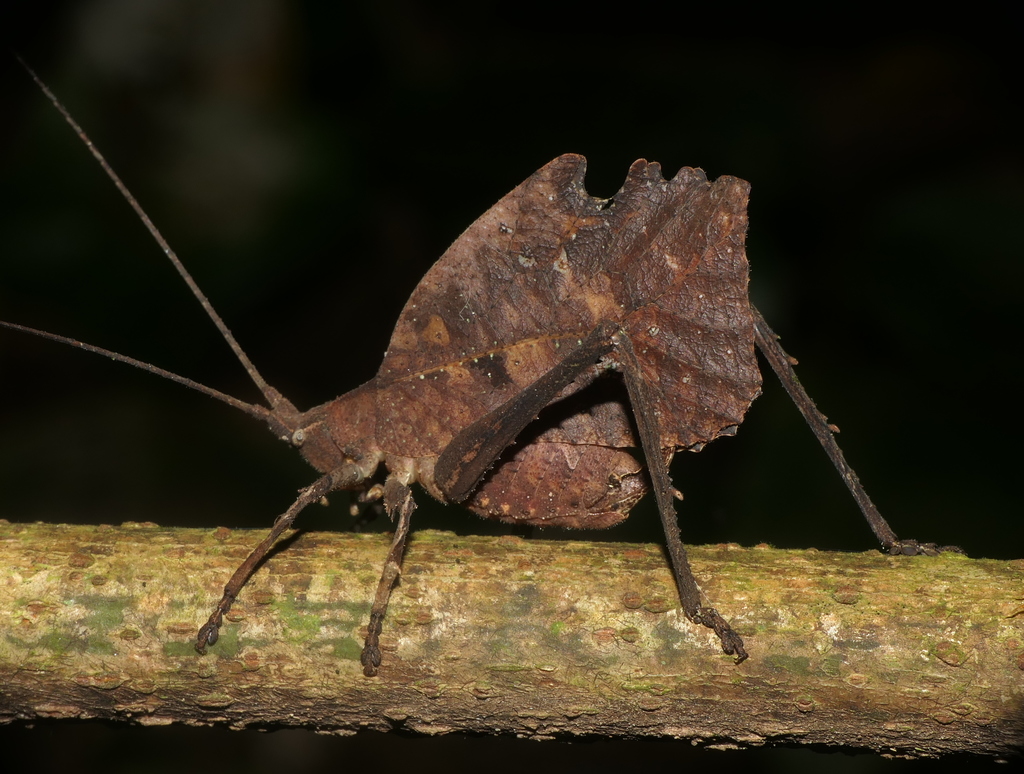 Typophyllum morrisi