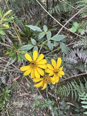 Bidens rubifolia, photograph (c) Nicolás Baresch Uribe, some rights reserved (CC BY)