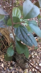Casearia aculeata