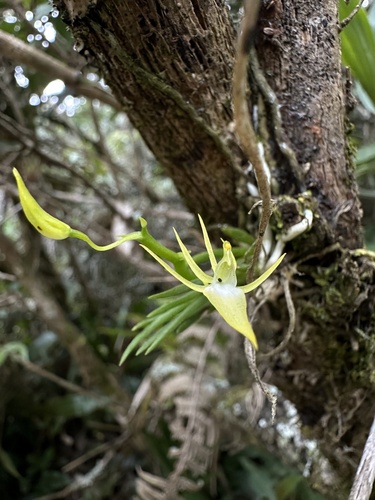Hofmeisterella eumicroscopica, photograph 5