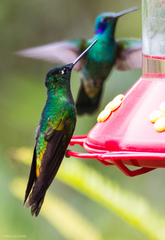 Coeligena bonapartei