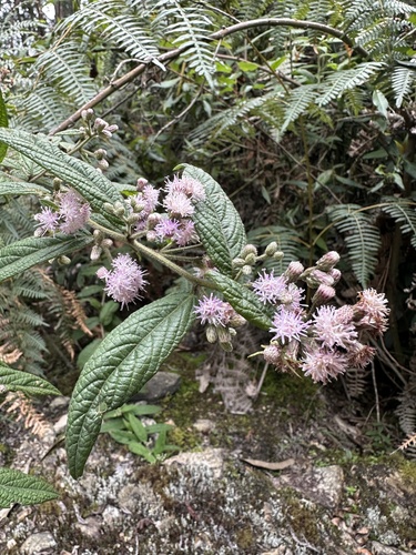 Lepidaploa canescens, 2025-09-13
