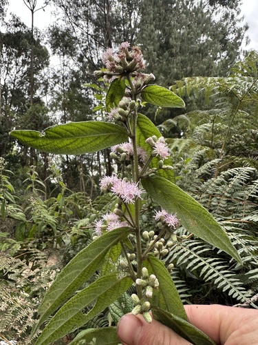 Lepidaploa canescens, photograph 3