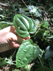 Stemona tuberosa