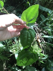 Stemona tuberosa