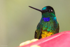 Coeligena bonapartei