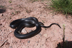 Green Whip Snake