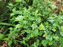 Weinmannia tinctoria