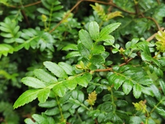 Weinmannia tinctoria