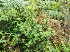 Weinmannia tinctoria