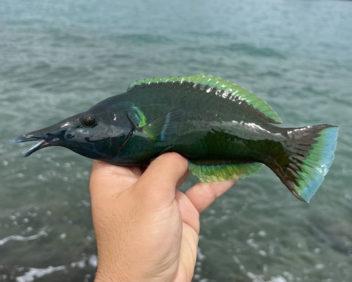 Bird wrasse (Gomphosus varius) — Labridae — 3
