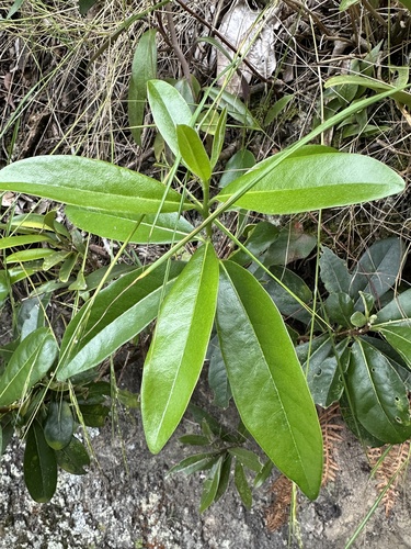 Daphnopsis caracasana, photograph 4