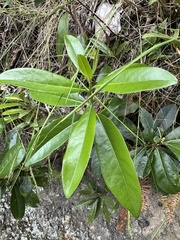 Daphnopsis caracasana, photograph (c) Nicolás Baresch Uribe, some rights reserved (CC BY)