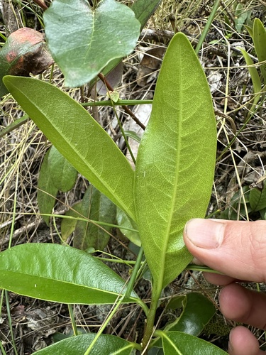 Daphnopsis caracasana, photograph 5