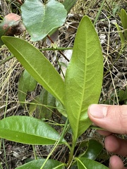 Daphnopsis caracasana, photograph (c) Nicolás Baresch Uribe, some rights reserved (CC BY)