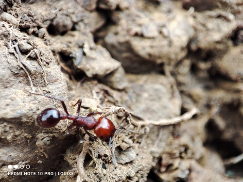 Pogonomyrmex marcusi
