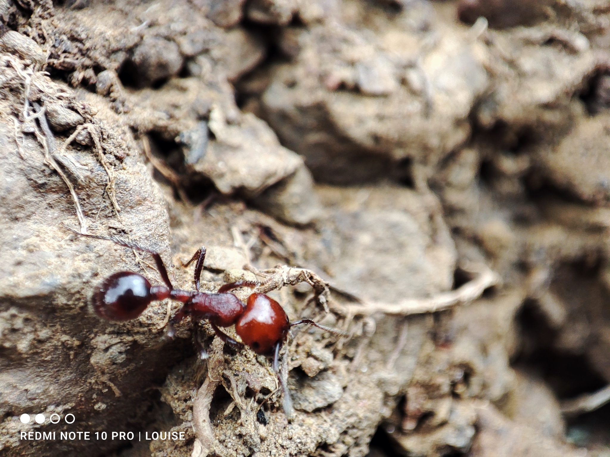 Pogonomyrmex marcusi